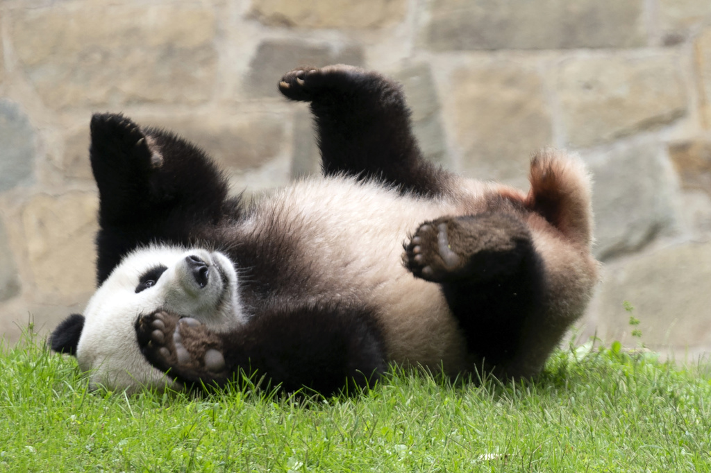 Thur. 8:50 a.m.: More pandas will be coming to the US, China’s ...